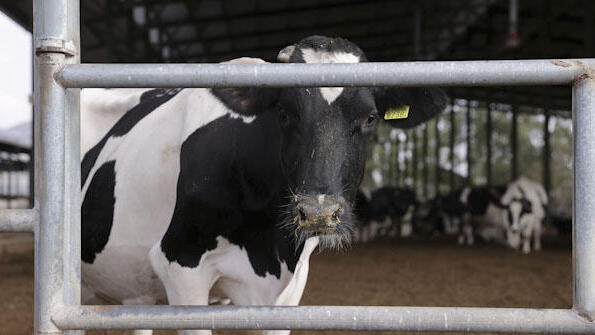 מוסף מחלבות רמת הגולן וידאו