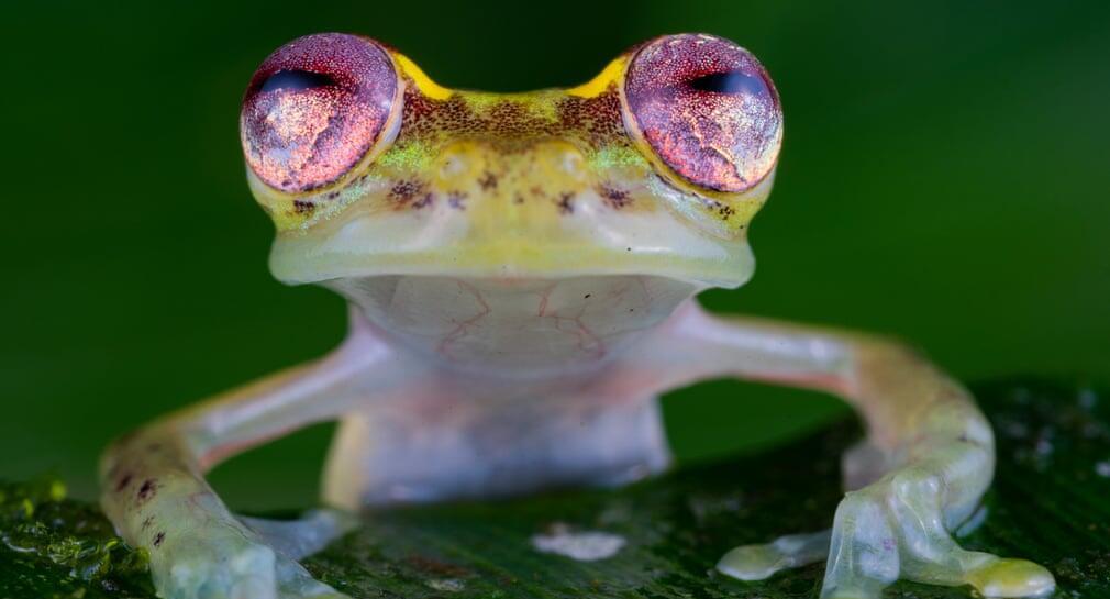 פוטו תחרות צילומי חיות בר צפרדע   