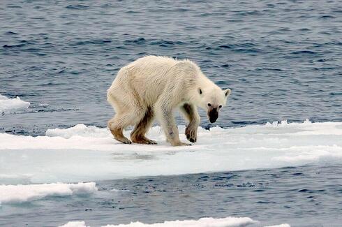 דב לבן גווע ברעב. היעלמות הקרחונים מאיימת על בעלי החיים, צילום: Andreas Weith / Wikimedia