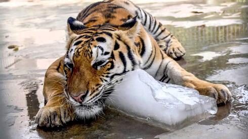 טיגריס בגן חיות בפקיסטן מצנן את עצמו בעזרת קוביית קרח. לא כל בעלי החיים מסתגלים לשינויים הקיצוניים, צילום: EPA