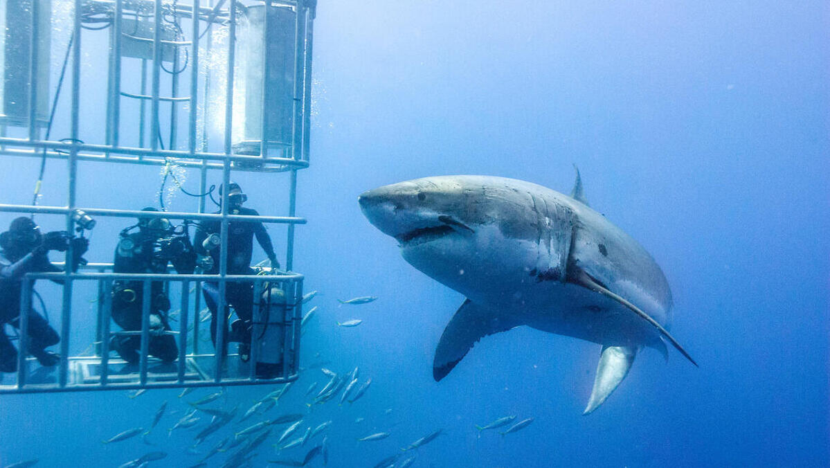 צלילה שחייה כריש לבן גנסבאי Gansbaai  דרום אפריקה טיולי הרפתקאות 