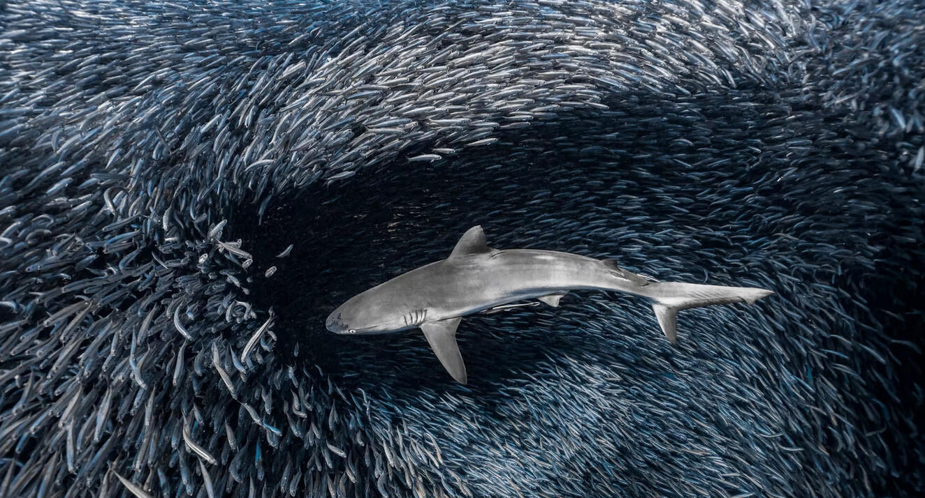 פוטו תחרות צילומים מתחת למים 2023 כריש 