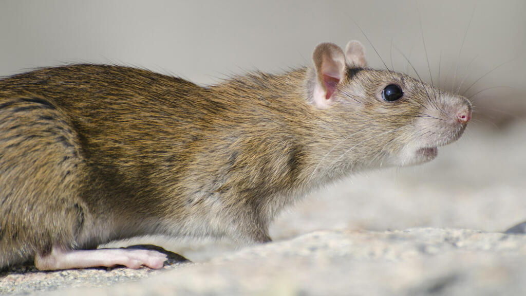 10 - דוגמאות לנזקים שחולדות ועכברים גורמים לבית
