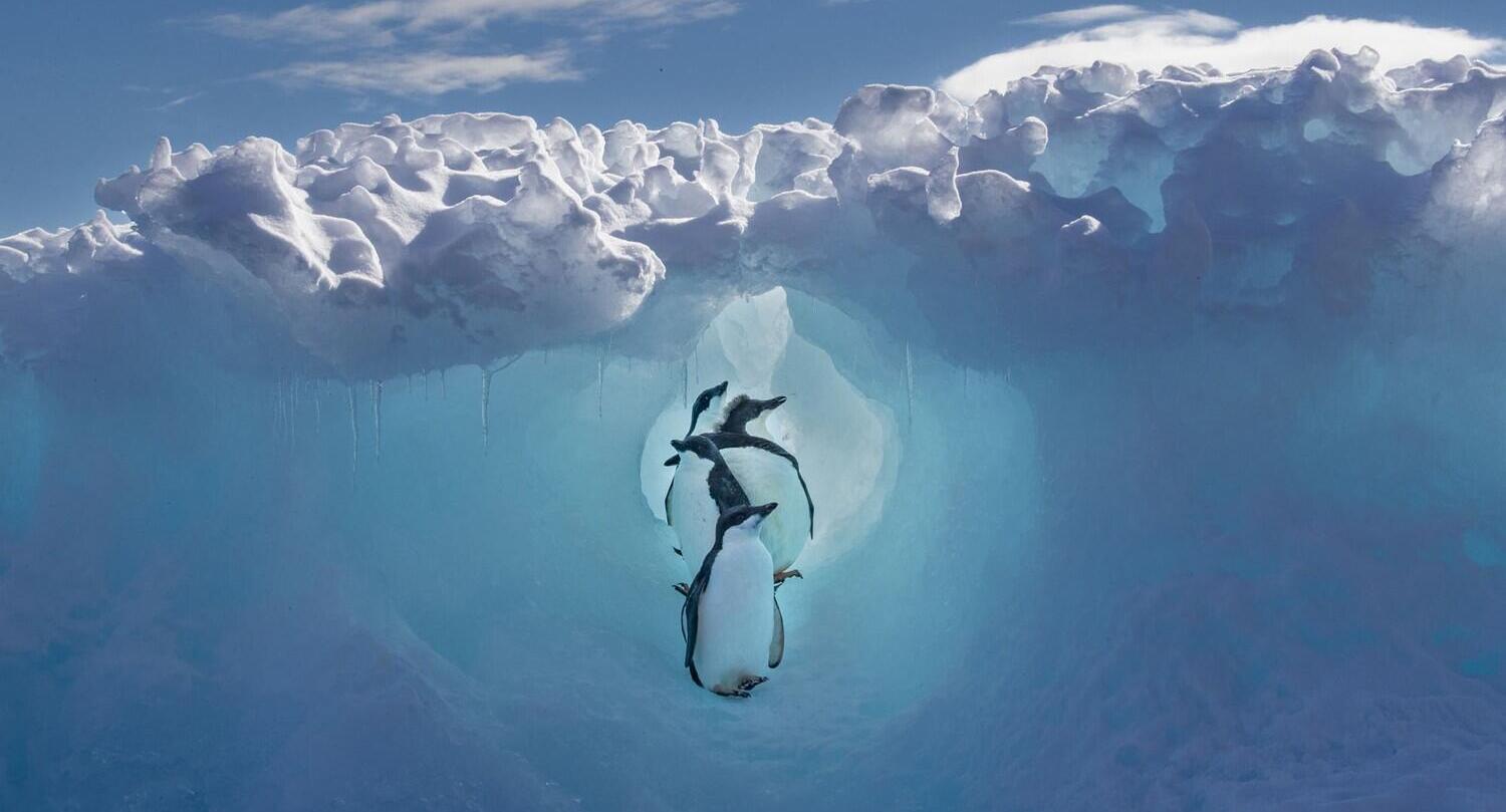 פוטו תחרות צילום טיולים 2023 פינגווינים אנטרטיקה   