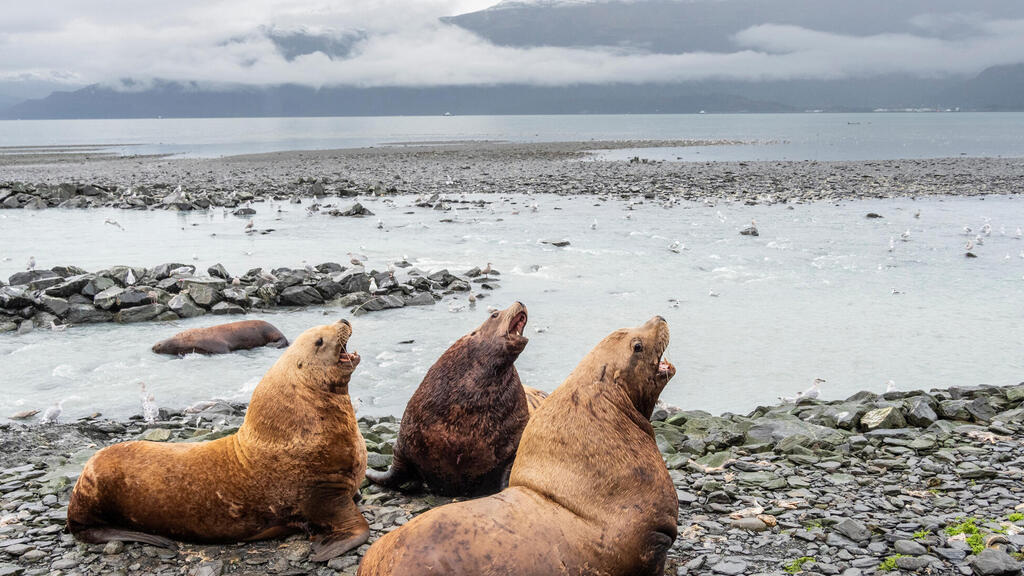 כלבי ים ב שמורת הטבע הלאומית של אלסקה