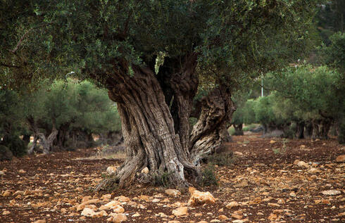 עץ זית ברמת הנדיב, צילום: ענת חרמוני