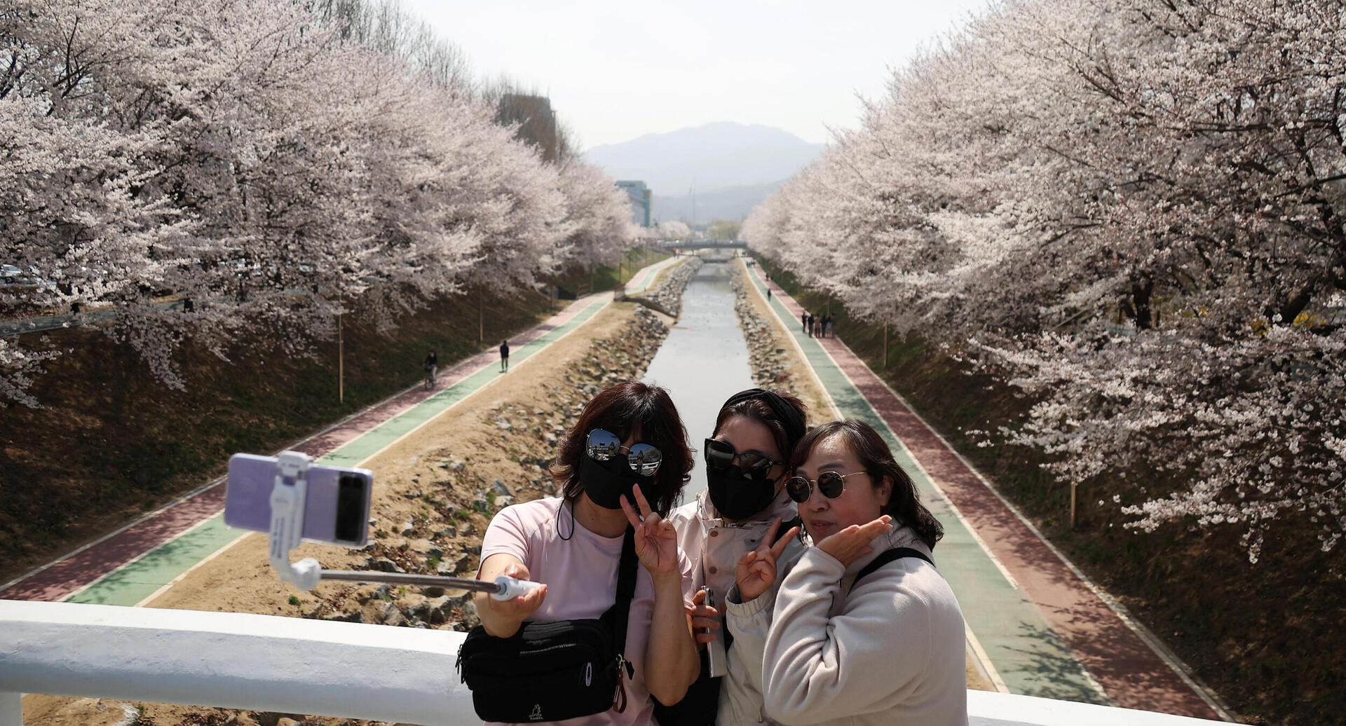 פוטו פריחת עצי דובדבן סיאול דרום קוריאה 