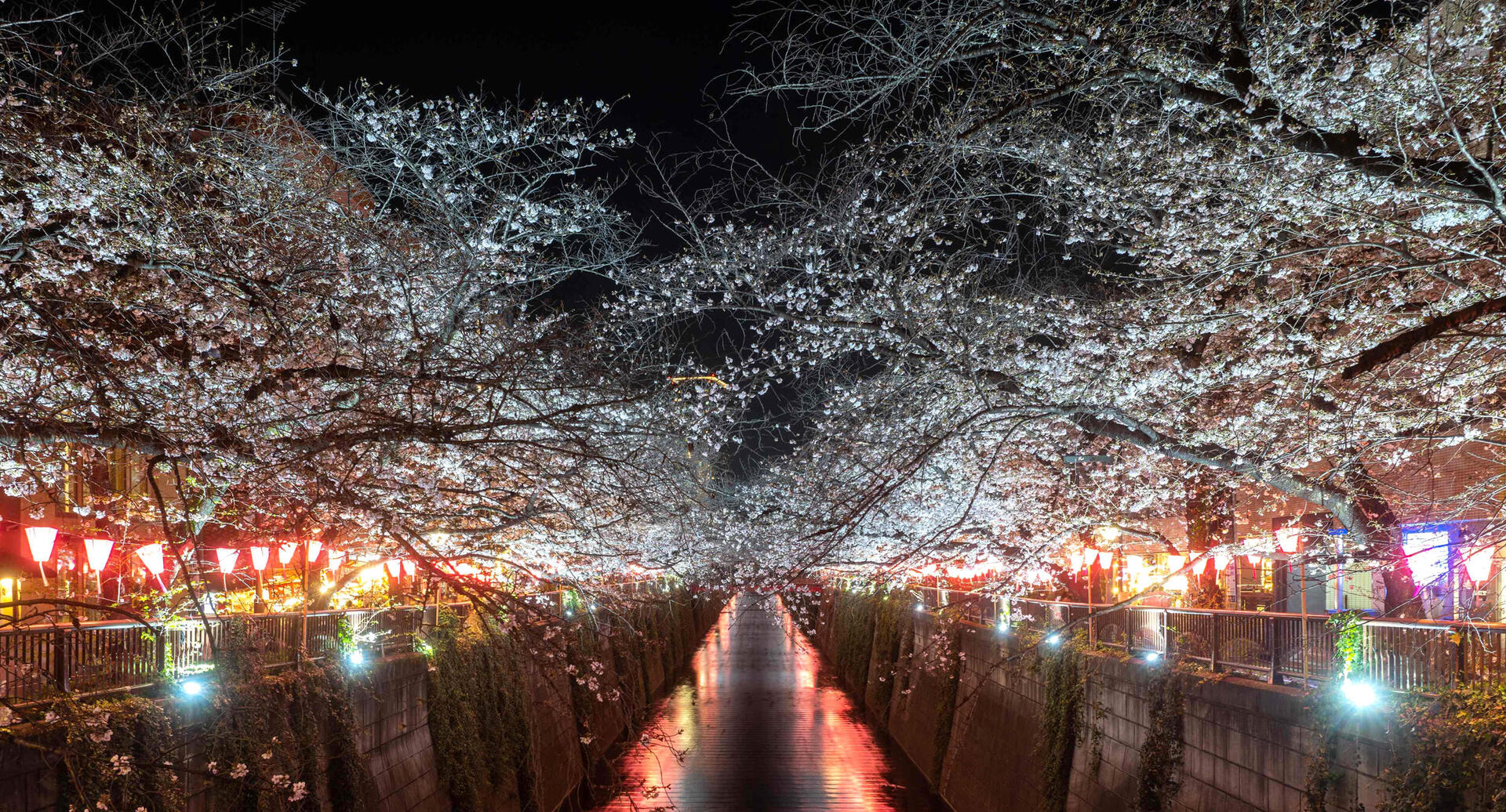פוטו פריחת עצי דובדבן נהר מגורו טוקיו