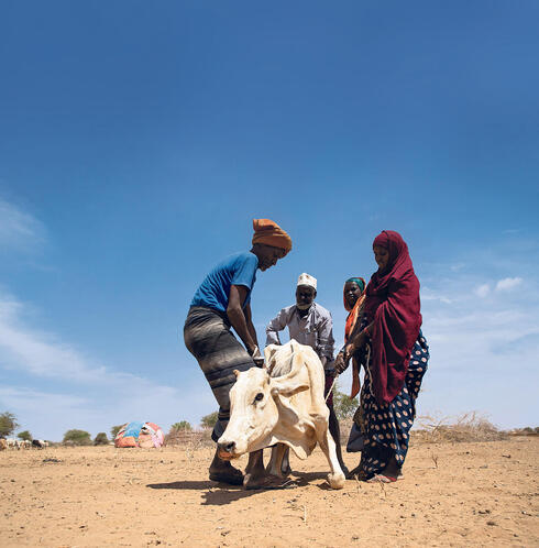 פרה מורעבת באתיופיה. הבצורת הקשה זה 40 שנה, צילום: REUTERS