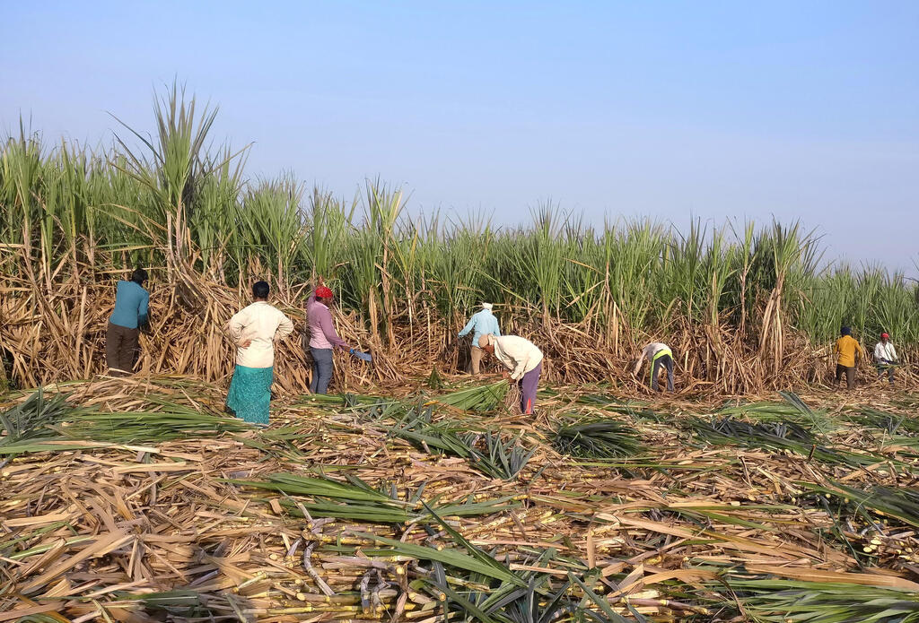עובדים שוטפים קני סוכר ב שדה ב הודו
