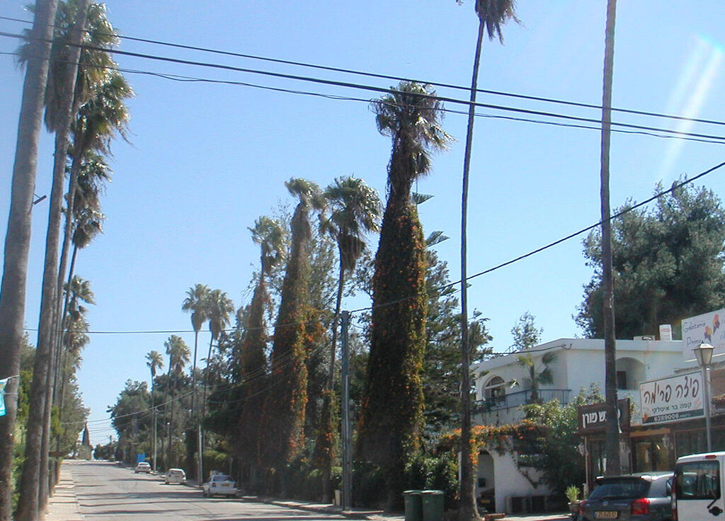 בתים בישוב בנימינה גבעת עדה