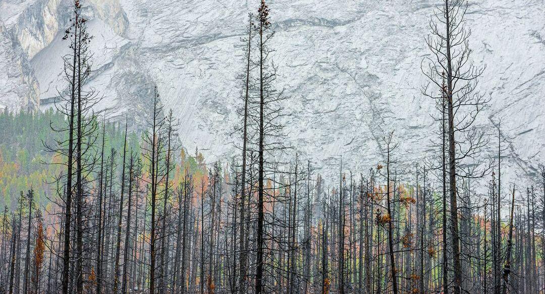 פוטו תחרות צילומי טבע פארק לאומי ג'ספר קנדה  
