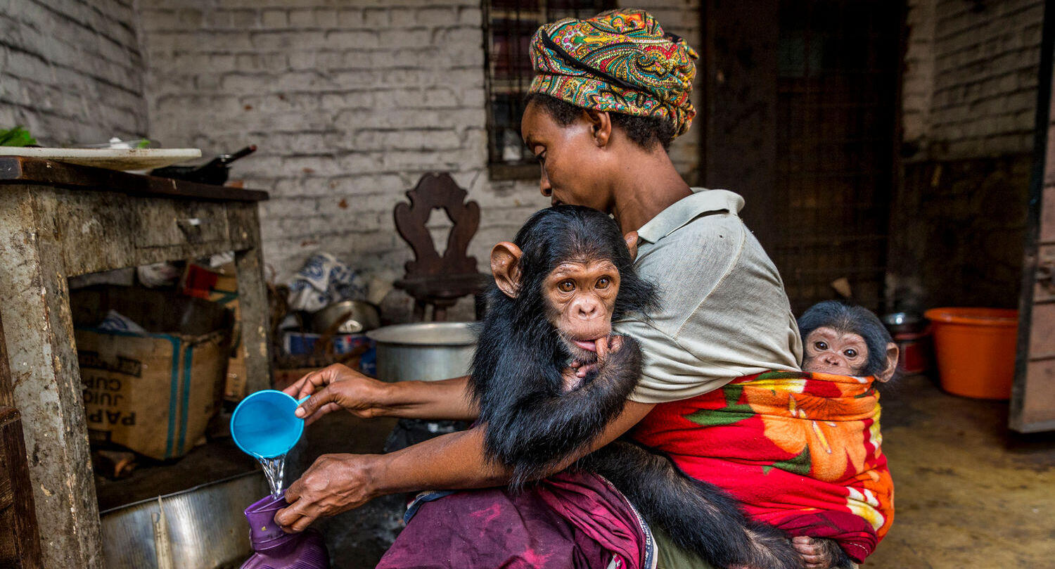 : פוטו תחרות צילומי טבע קופים   