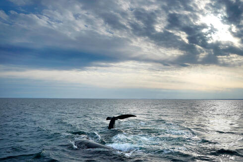 זוג לווייתנים בקייפ קוד שבאוקיינוס האטלנטי. בעלי החיים נפגעים מהתחממות הים, צילום: AP/Robert F. Bukaty