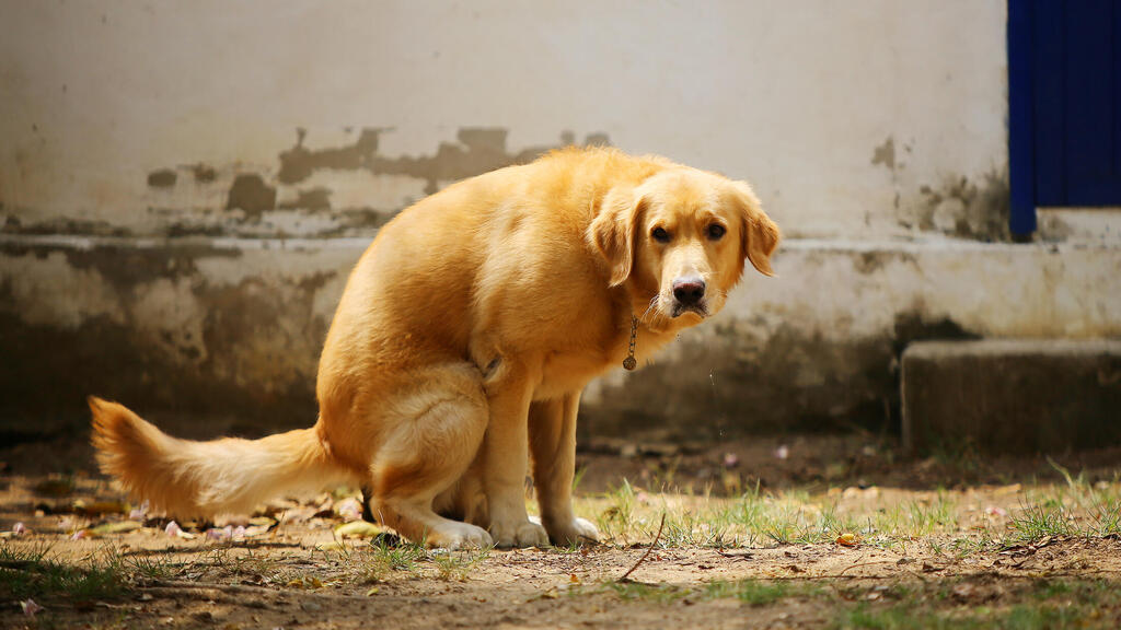 המטרה: מאגר DNA לצואת כלבים שיאפשר לקנוס את הבעלים