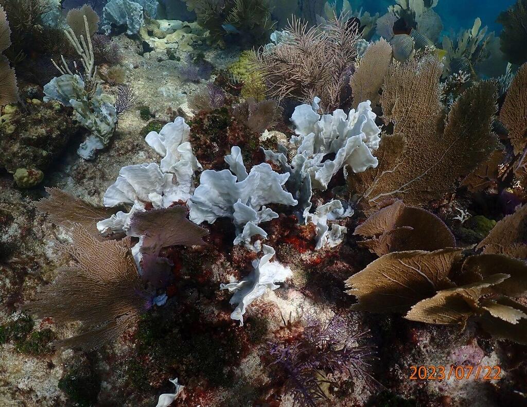 אלמוגים שרופים אלמוגים לבנים ב איי קיז פלורידה ארה"ב