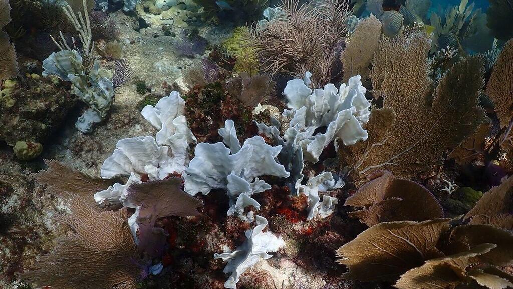 שינויי האקלים מחלחלים למצולות: שוניות אלמוגים רבות באיי פלורידה קיז הולבנו לחלוטין