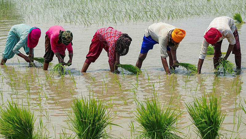 שדות אורז במדינת אמריצר הודו