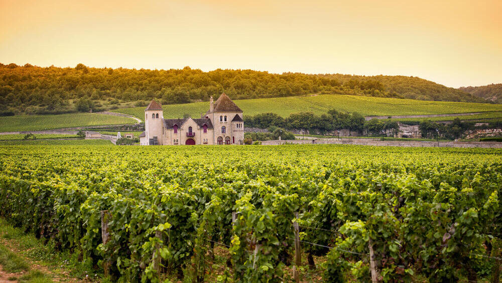 לצרפת יש עודפי יין, והיא משלמת מאות מיליונים כדי להשמיד אותם