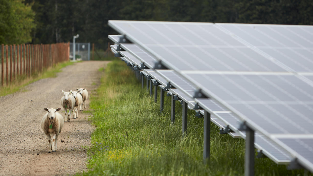 פאנלים סולריים בשדה חקלאי הולנד