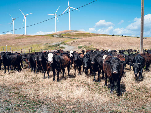 Cows grazing in the Montezuma Hills 