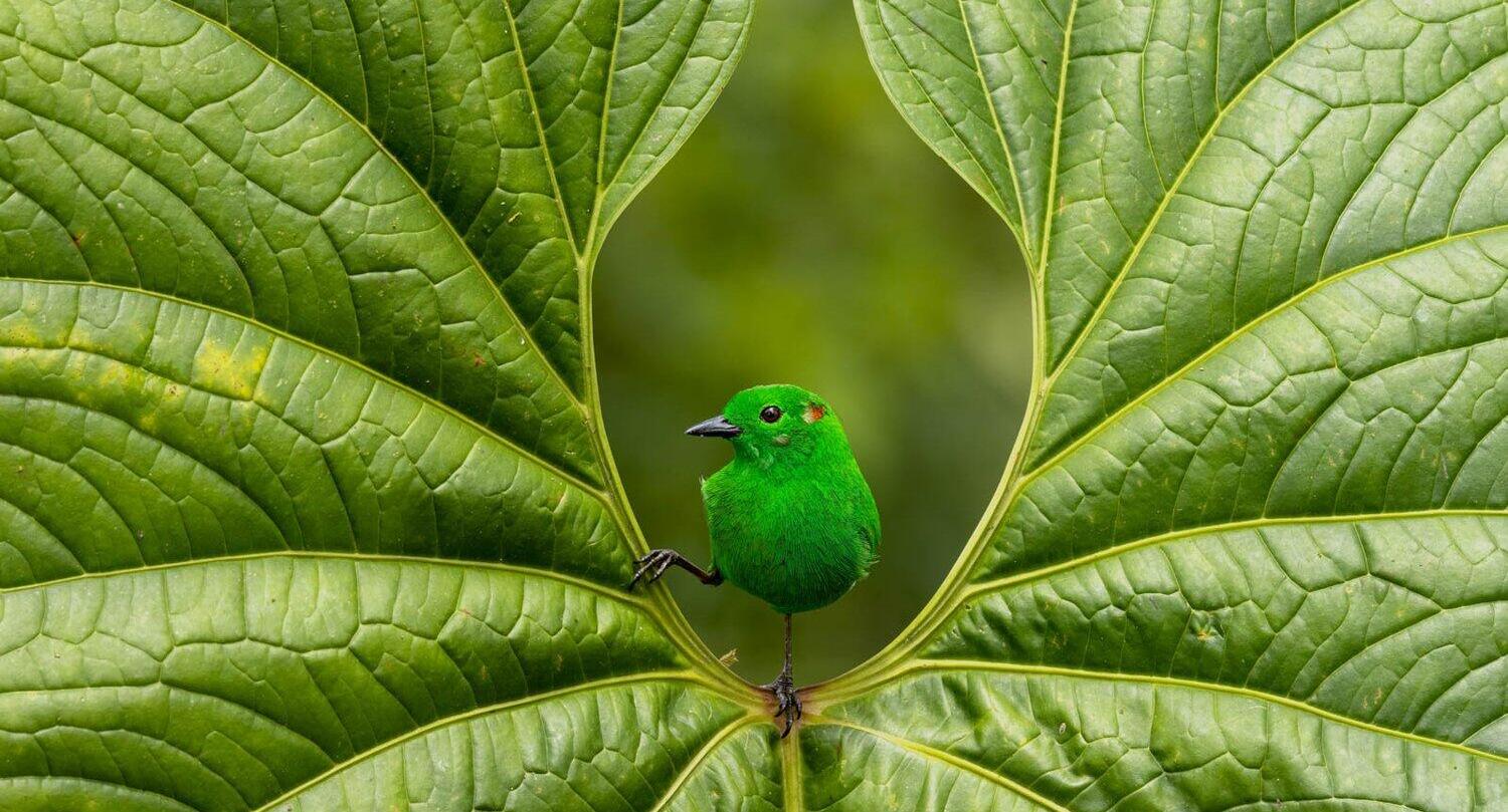 פוטו תחרות צילומי ציפורים תוכי ירוק 