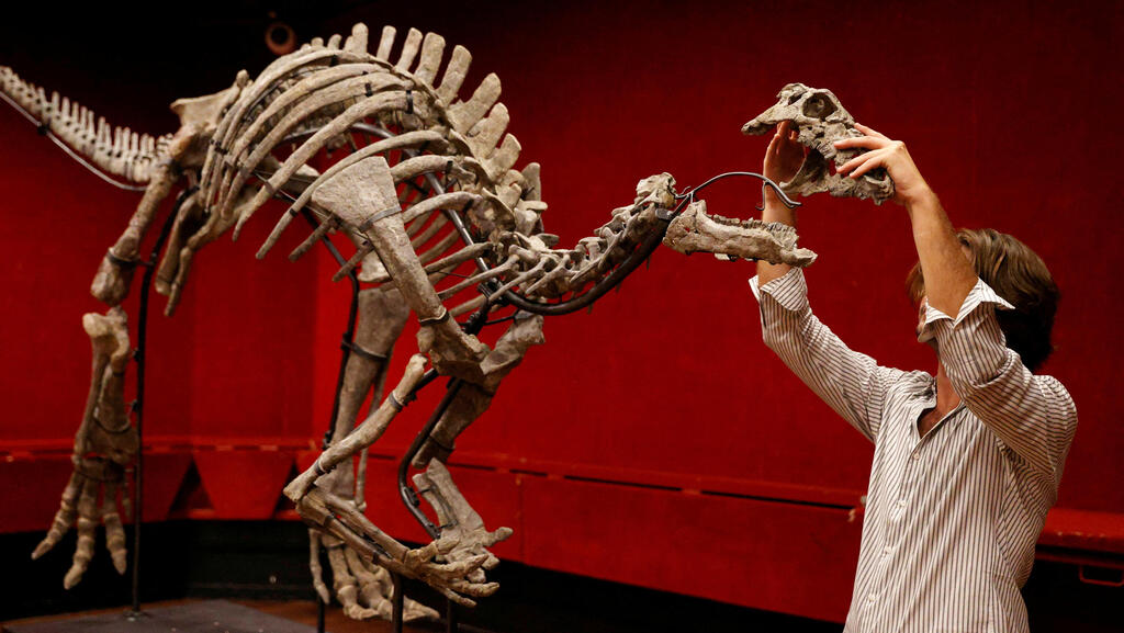 חבר מעידן אחר: שלד של דינוזאור בן 150 מיליון שנה יוצע למכירה 