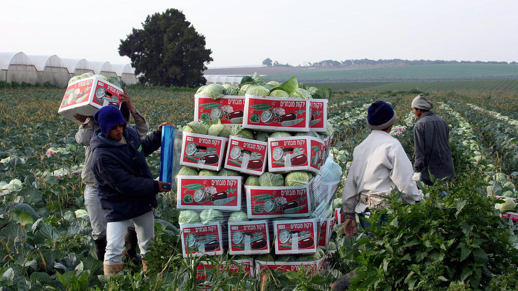 פועלים תאילנדים ב שדות ה חקלאות של עוטף עזה