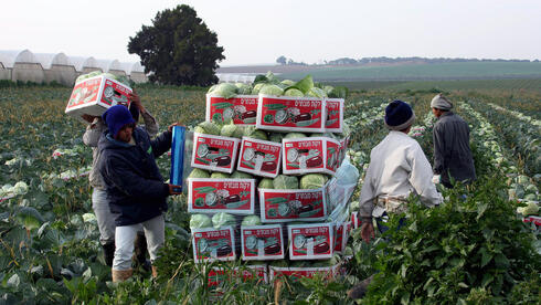 Thai workers in the agricultural fields of the Gaza Envelope Thai workers in the agricultural fields of the Gaza Envelope