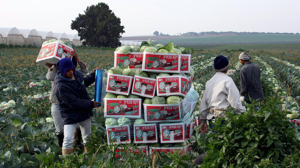 Thai workers in the agricultural fields of the Gaza Envelope (Michael Kramer) פועלים תאילנדים ב שדות ה חקלאות של עוטף עזה