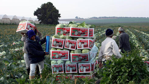 ניצחון לקיבוצי חבל תקומה: מאות דונם שטחי חקלאות יוסבו לשדות אנרגיה