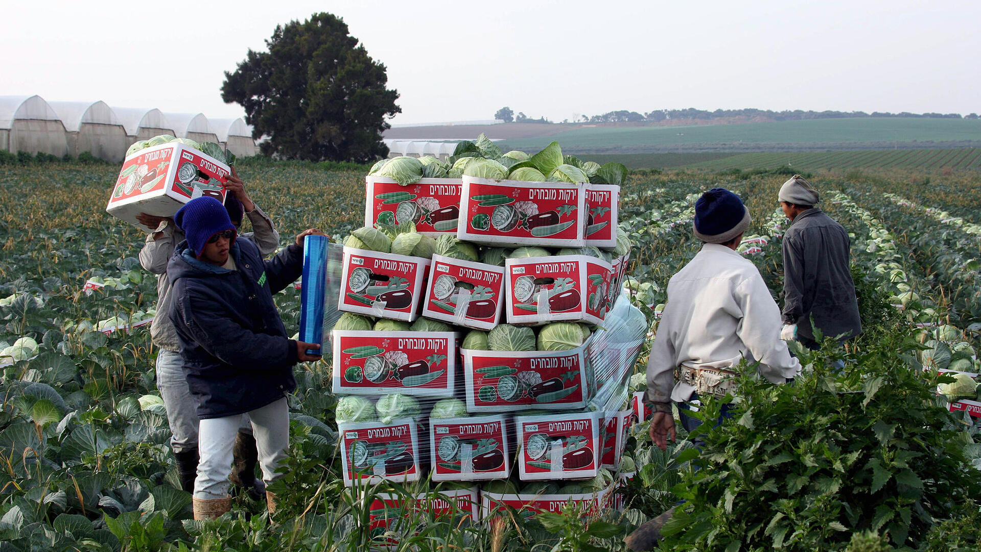 פועלים תאילנדים ב שדות ה חקלאות של עוטף עזה