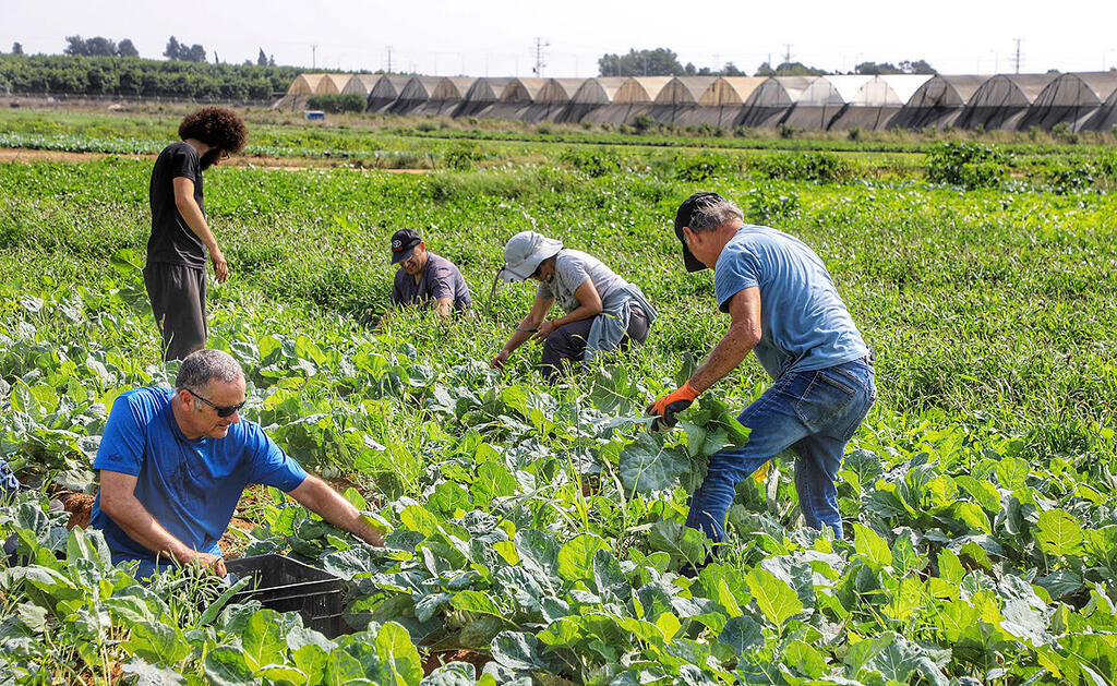 מתנדבים קוטפים חסה בקיבוץ זיקים. תוכנית השיקום הקדישה 958 מיליון שקל לחקלאות — שווה ערך ל־42% מההשקעה בכל שאר התעשיות והעסקים יחד (צילום: דנה קופל) פוטו מתנדבים בחקלאות זיקים