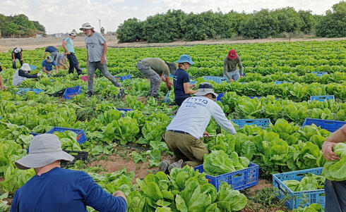 Volunteers picking crops in a Negev farm. 