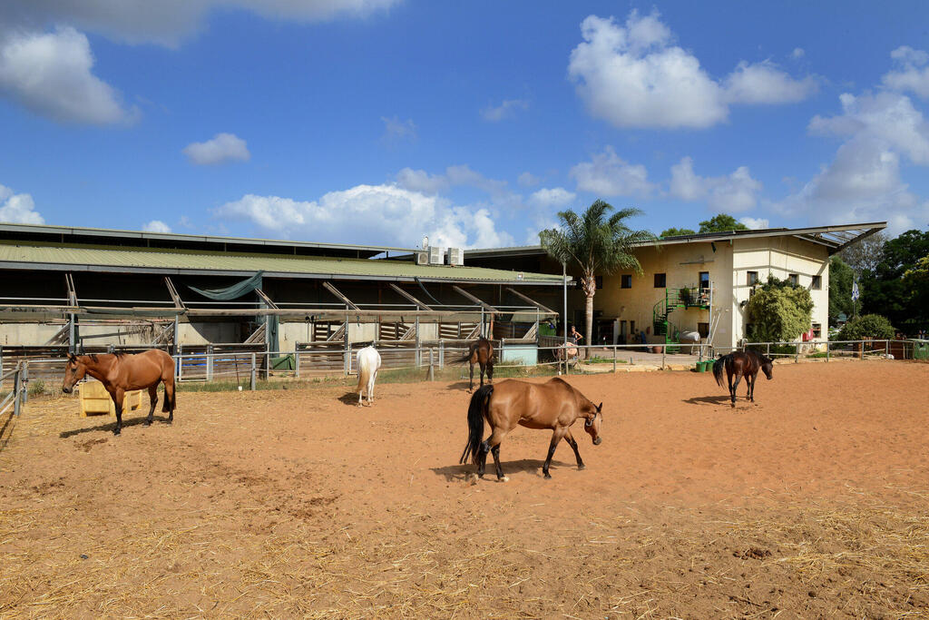 המרכז ל רכיבה טיפולית חווה טיפולית סוסים תל מונד