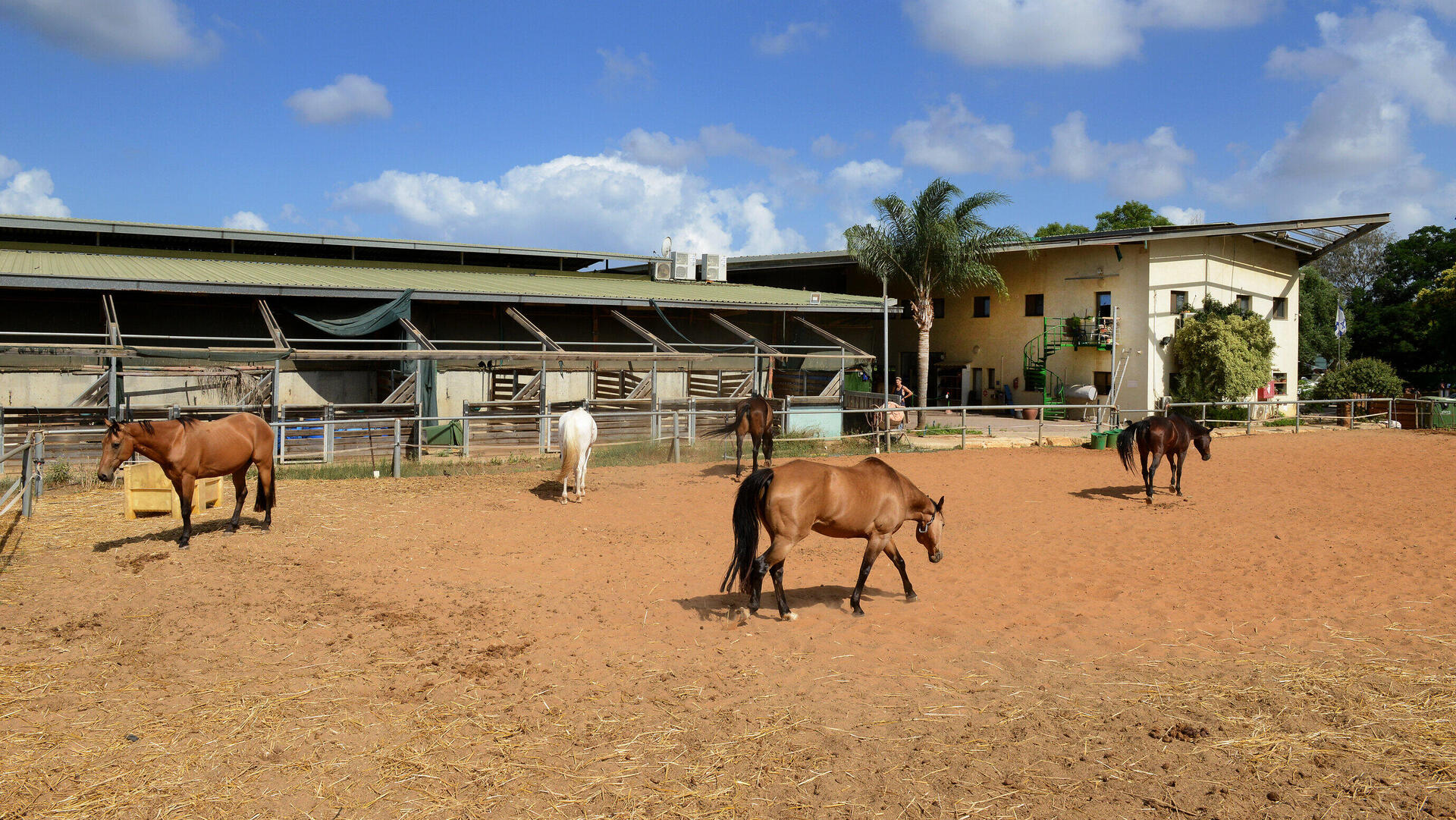 המרכז ל רכיבה טיפולית חווה טיפולית סוסים תל מונד