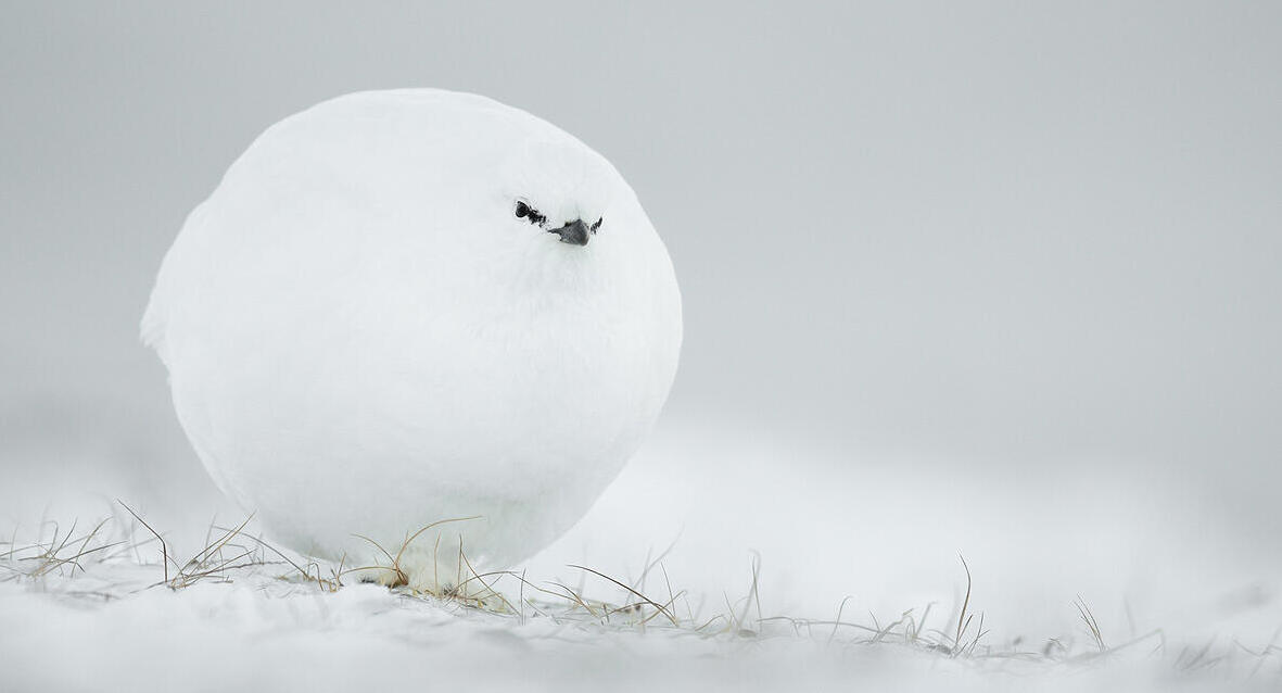 פוטו צילומי חיות מצחיקים כדור שלג