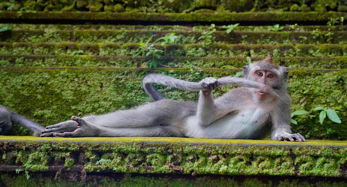 פוטו צילומי חיות מצחיקים קוף