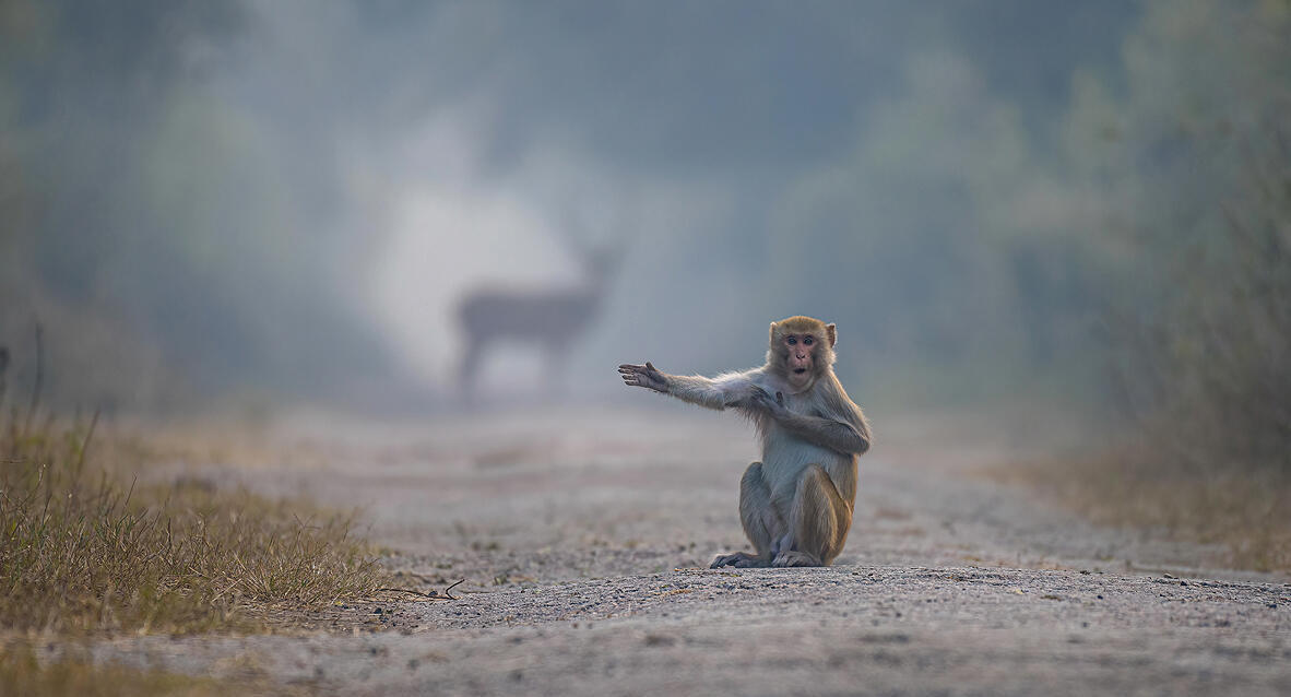 פוטו צילומי חיות קוף בדרך