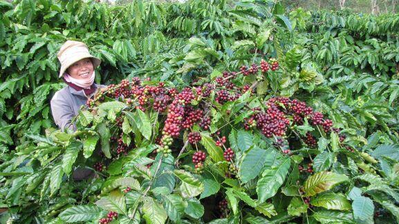 מכה לאוהבי הקפה: ירידה ביבול הפולים בווייטנאם תוביל לעלייה נוספת במחיר