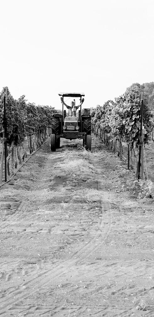 יקב נטופה: ייצור יין, גידול ענבים ומרכז מבקרים, אלמי יהב