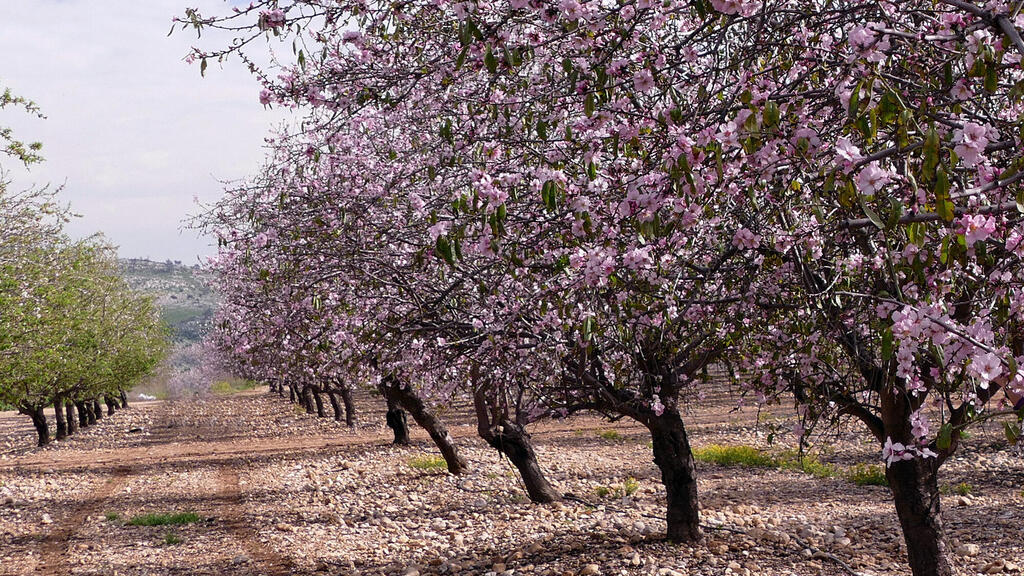 שקדיה מטע שקדים שקדיות פורחות