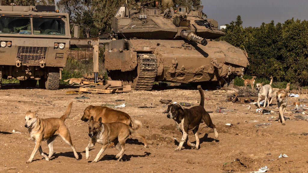 אלפי כלבים חדרו לישראל מעזה, ומאיימים על חיות המשק והתושבים: &quot;תוקפים מכל הבא ליד&quot;