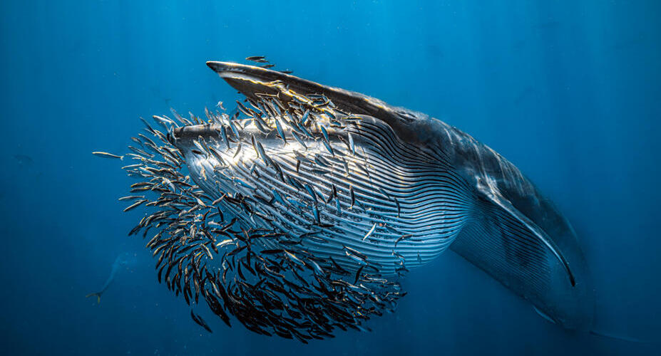 פוטו תחרות צילום מתחת למים לוויתן אוכל