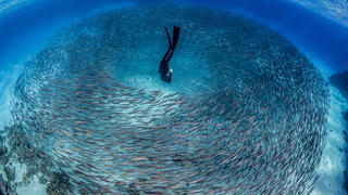 פוטו תחרות צילום מתחת למים צוללן , צילום: Sarah OGorman / UPY2024