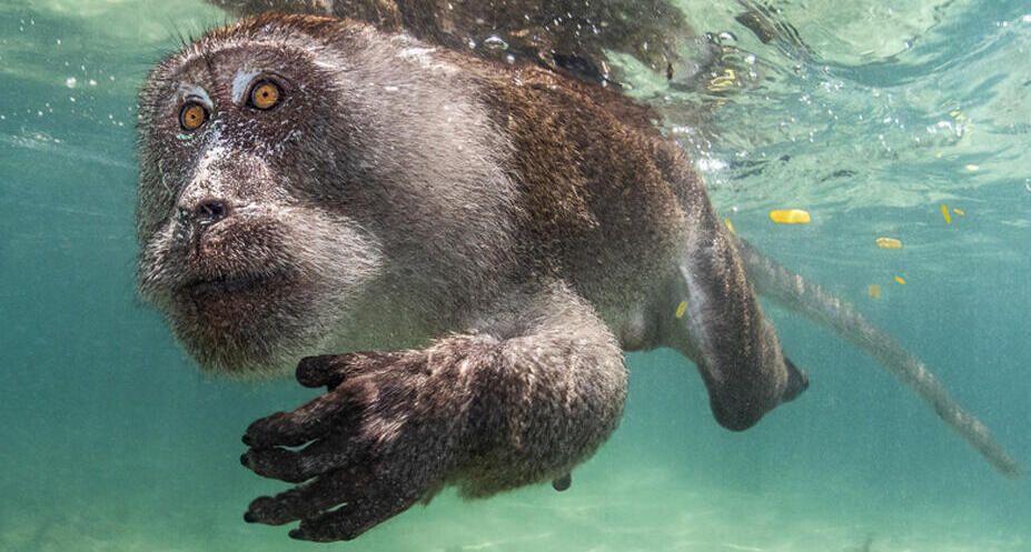 פוטו תחרות צילום מתחת למים קוף