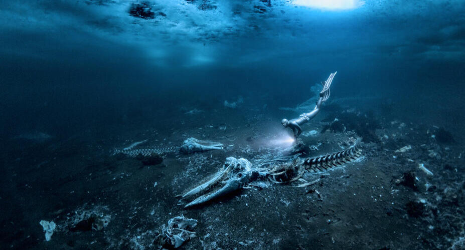 פוטו תחרות צילום מתחת למים עצמות לווייתן