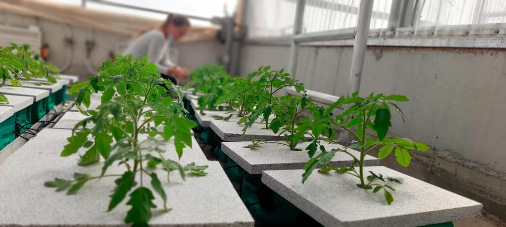 שתילים של עגבניות ב מכון וולקני  מחקר ו פיתוח של זן על של עגבניה ש יהיה עמיד ל חום ה קיץ ה ישראלי פיתוח חקלאות