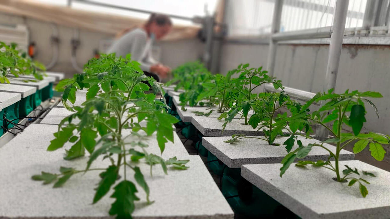 שתילים של עגבניות ב מכון וולקני  מחקר ו פיתוח של זן על של עגבניה ש יהיה עמיד ל חום ה קיץ ה ישראלי פיתוח חקלאות