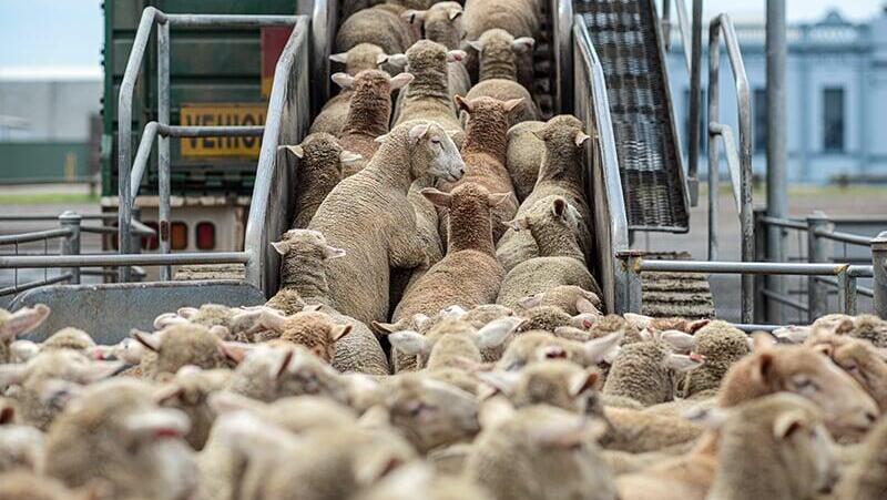 פרה פרה: משלוח צאן ובקר מאוסטרליה בדרכו שוב לישראל